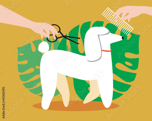 Dog grooming, curly poodle isolated, flat vector stock illustration with stylish salon and cute pet while grooming