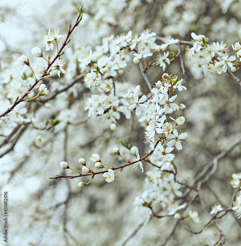 White flowering tree in the springtime