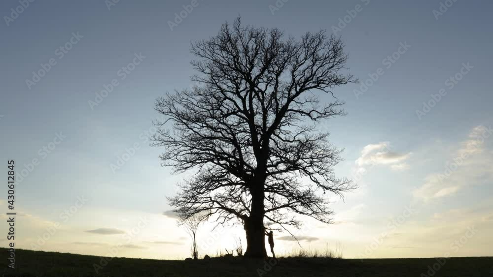 Unrecognizable man accesses the old oak tree, hug it, and then walks away. Fostering nature concept. Harmony of man and nature . Unrecognizable man accesses the old oak tree, hug it, and then walks away. Fostering nature concept. Harmony of man and nature .