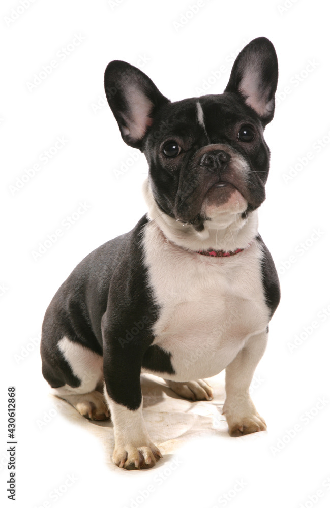 Boston Terrier