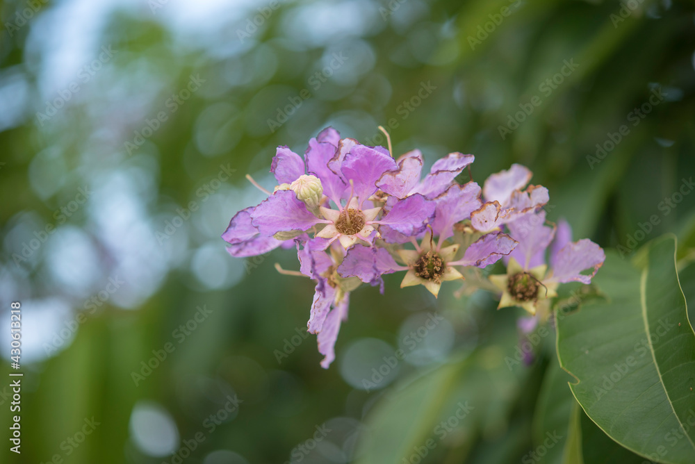 Bungor flower background green nature Bungor flower background green nature