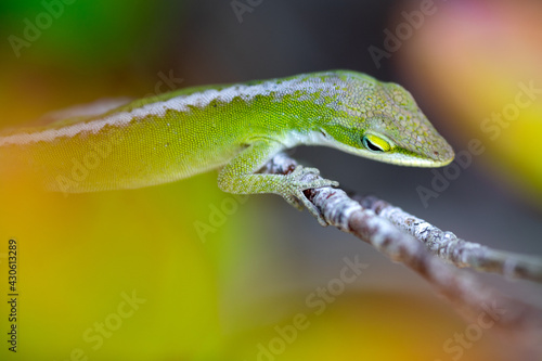 Green anole