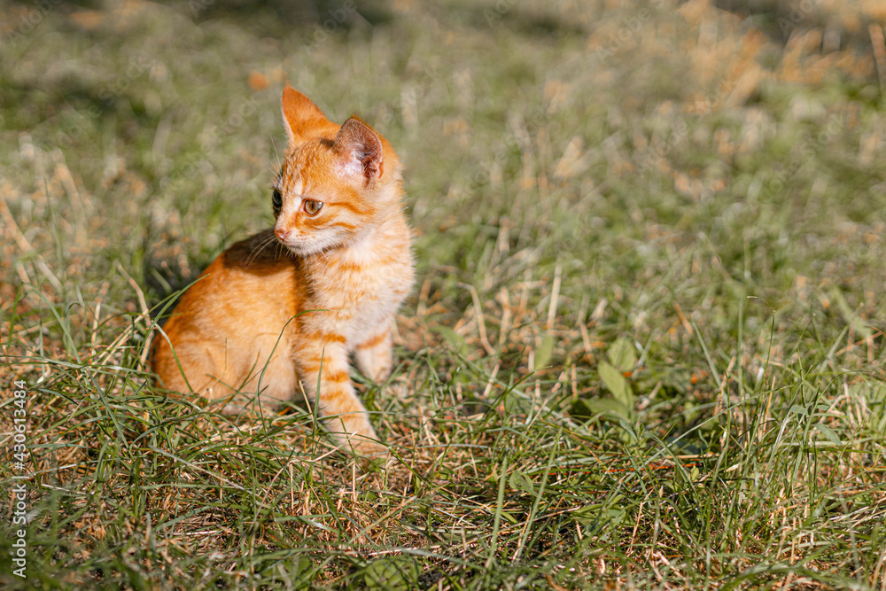 Portrait of adorable ginger kitten with a long mustache outdoors in summer. Ginger cat kid animal on the grass in the city park.