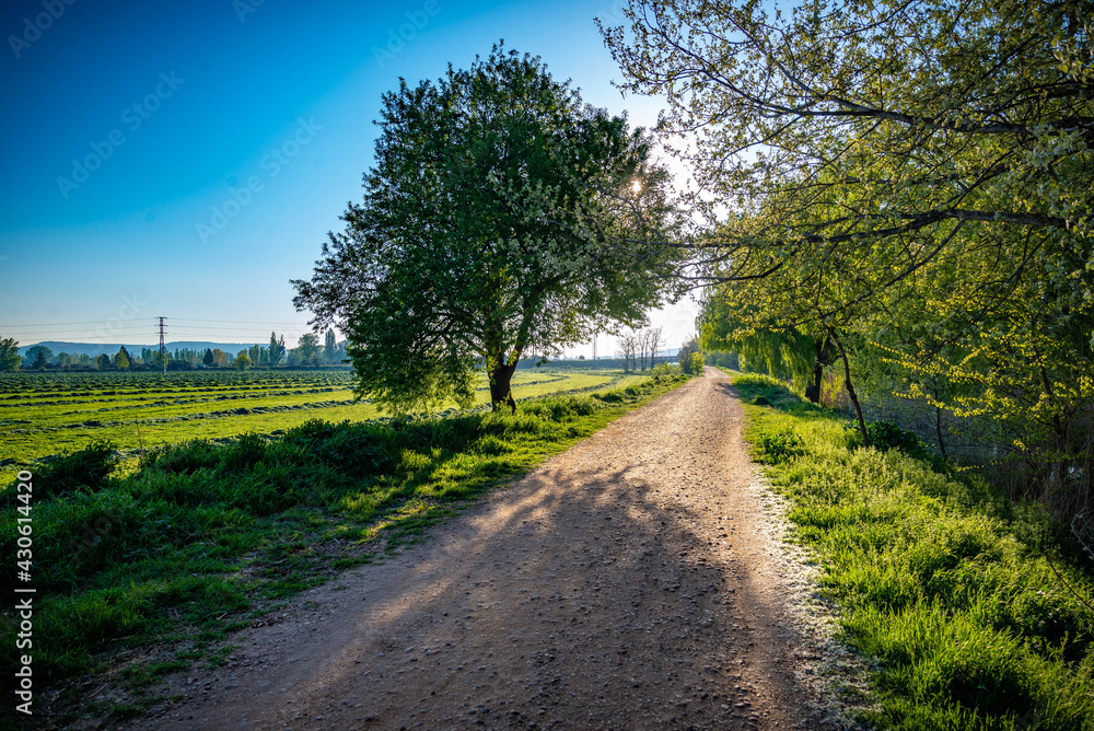 paisaje de primavera con el campo y flores en la Esapña central en primavera