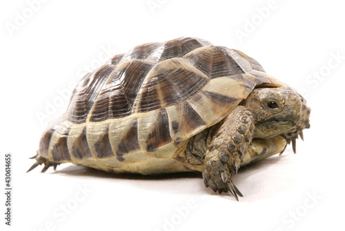hermann tortoise