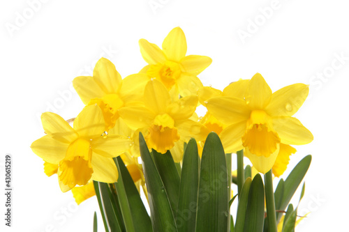 spring daffodils in a studio