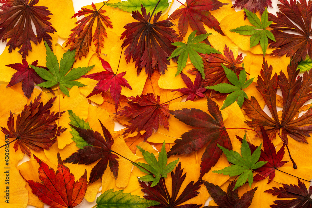 top view of red, green and yellow leaves like background, Japanese autumn concept top view of red, green and yellow leaves like background, Japanese autumn concept