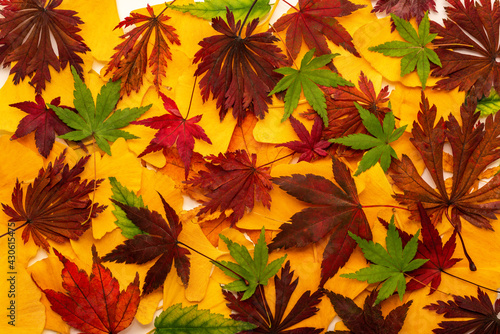 top view of red  green and yellow leaves like background  Japanese autumn concept