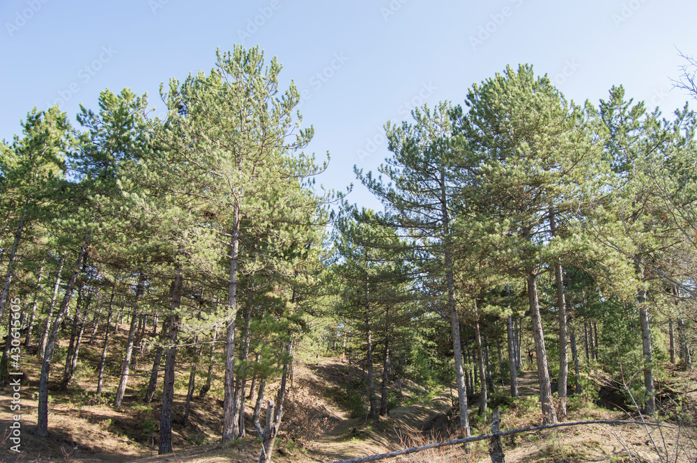 Large pine trees thick high in the forest Large pine trees thick high in the forest