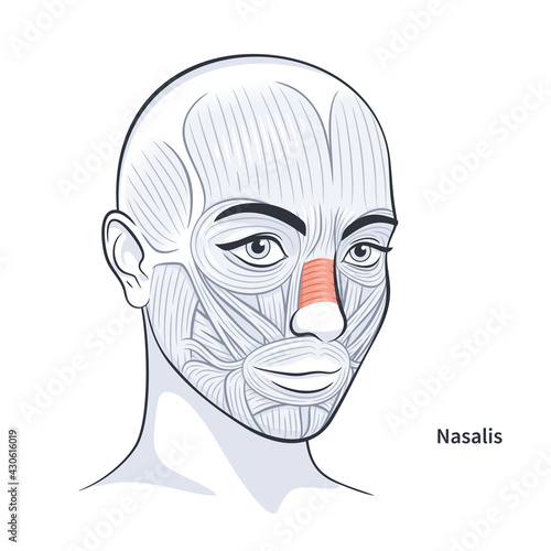 Nasalis. Facial muscles of the female. Detailed bright anatomy isolated on a white background vector illustration