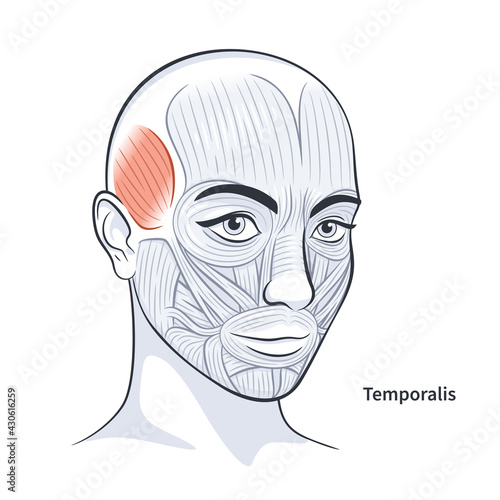 Temporalis. Facial muscles of the female. Detailed bright anatomy isolated on a white background vector illustration