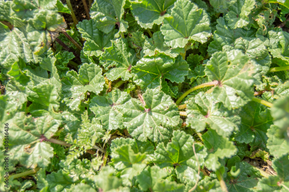 small green petaled grass soil small green petaled grass soil