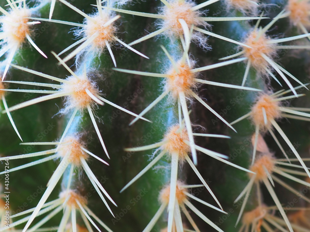 close up of cactus close up of cactus
