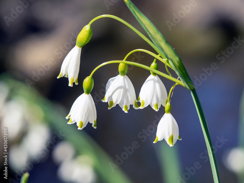 Closeup of pretty white spring snowflake flowers © AngieC