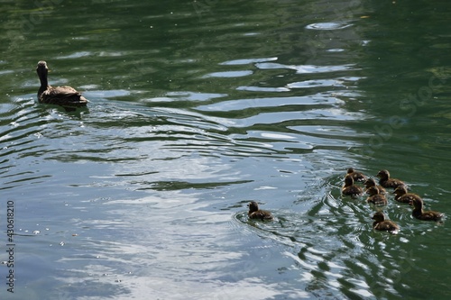 Mother duck and baby ducks in a lake
