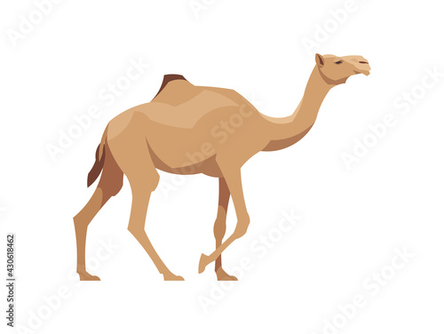 Flat dromedary camel. Vector illustration