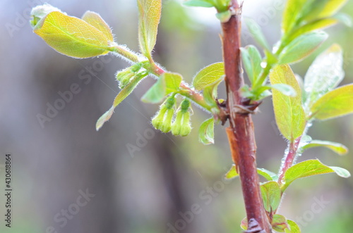 Blooming honeyberry  Lonicera caerulea  bush in May