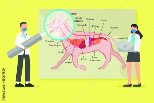 Anatomy vector concept: Veterinarian examining dog anatomy while wearing face mask