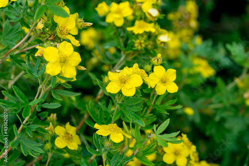 Vászonkép Yellow flowers of the potentilla bush among the summer foliage (Dasiphora frutic