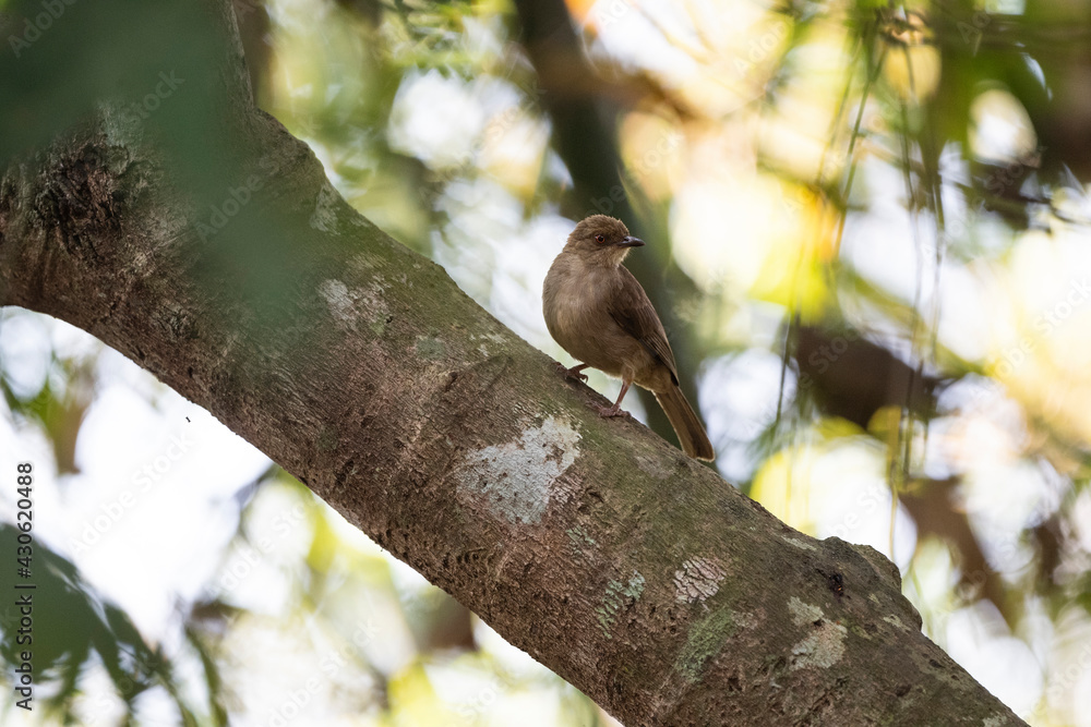 Asian red - eyed Bulbul Asian red - eyed Bulbul