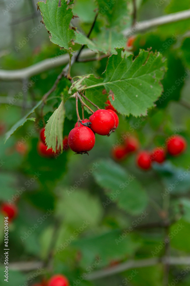 Red hawthorn berries among the green foliage