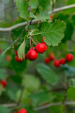 Red hawthorn berries among the green foliage