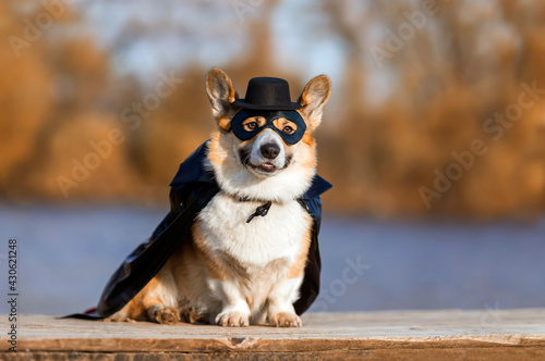 portrait of a corgi dog in a superhero carnival costume in a black mask and raincoat sitting on the shore and smiling