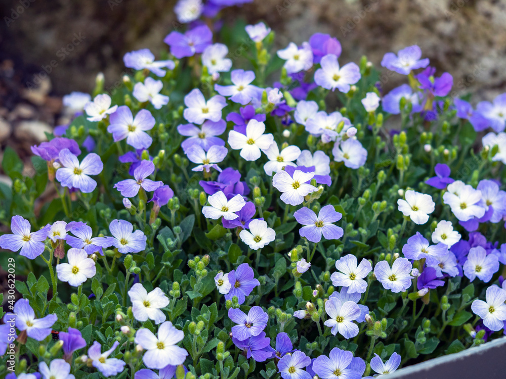 Naklejka premium Blue and white Aubrieta flowers in a garden