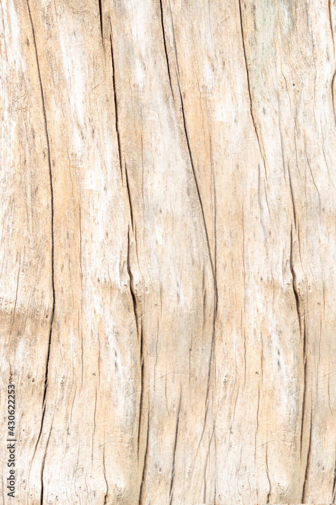 rough texture of light brown tree bark with vertical lines