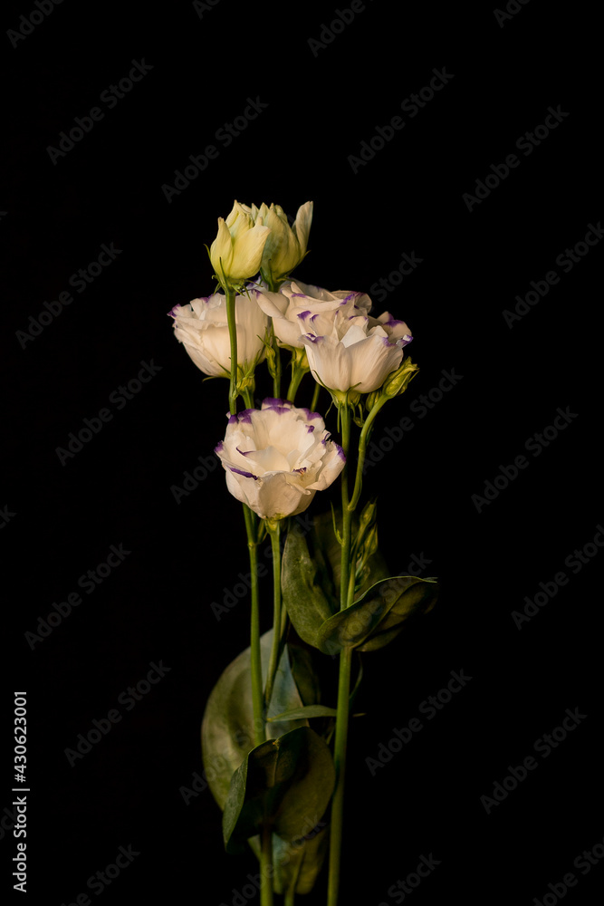 Eustoma on a black background Eustoma on a black background