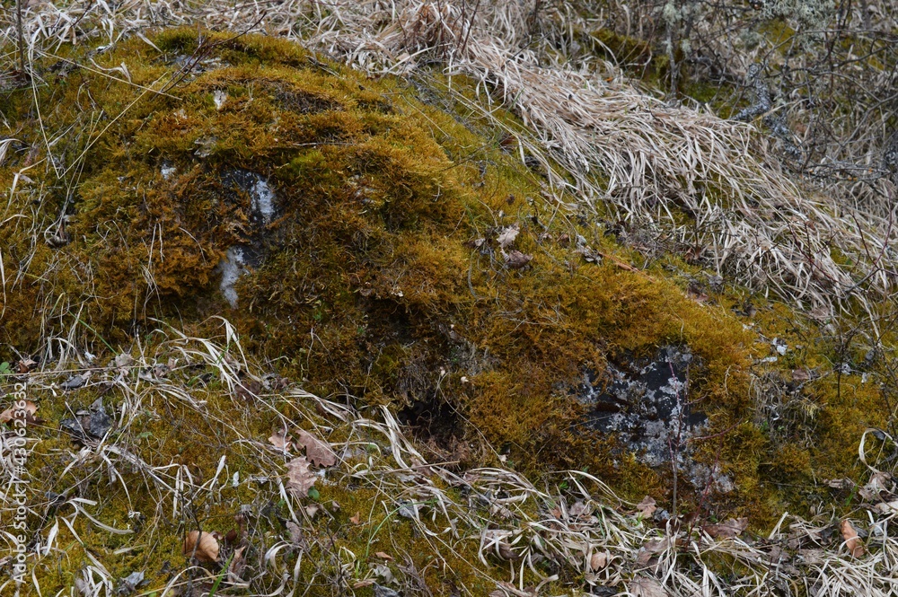 green moss on a large rock