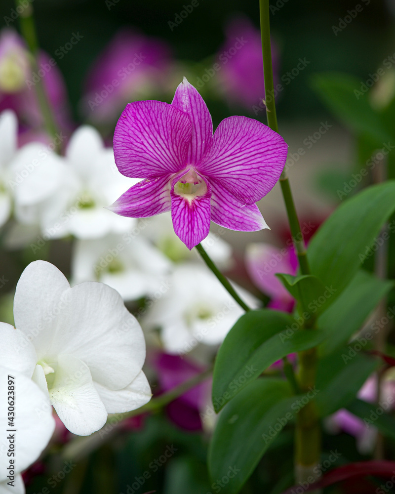 Obraz premium Orchids