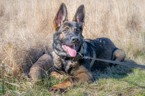 A dog portrait of a happy four months old German Shepherd puppy laying down in high  dry grass. Working line breed