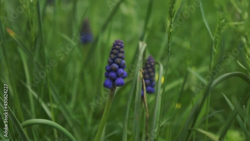 Blue muscari in the grass in the park