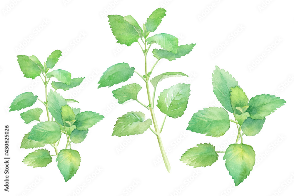 ハーブ レモンバーム 水彩イラストのトレースベクター Stock Vector Adobe Stock ハーブ レモンバーム 水彩イラストのトレースベクター Stock Vector Adobe Stock