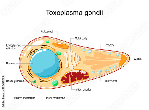 Toxoplasma gondii. Cell Structure and anatomy