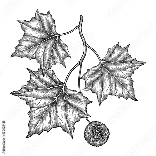 Hand drawn sketch of American sycamore or western plane branch with fruit and leaf in black isolated on white background. 