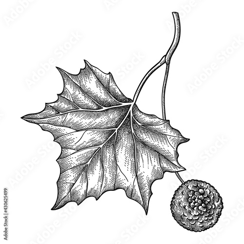 Hand drawn sketch of American sycamore or western plane twig with fruit and leaf in black isolated on white background. 