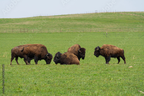 Buffalo in open field.