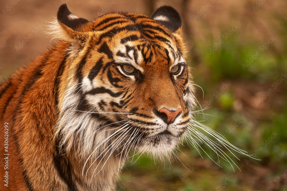 Fototapeta premium (Panthera tigris tigris) Sumatran male tiger very close portrait