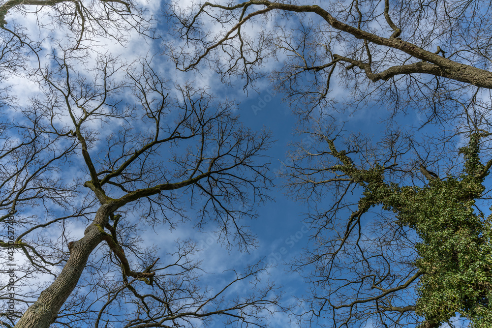 Bara canopy of oak trees in The Netherlands Bara canopy of oak trees in The Netherlands