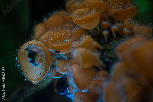 Fototapeta Naklejka Na Ścianę i Meble -  Orange fur mushroom and its water droplet is glowing by back light