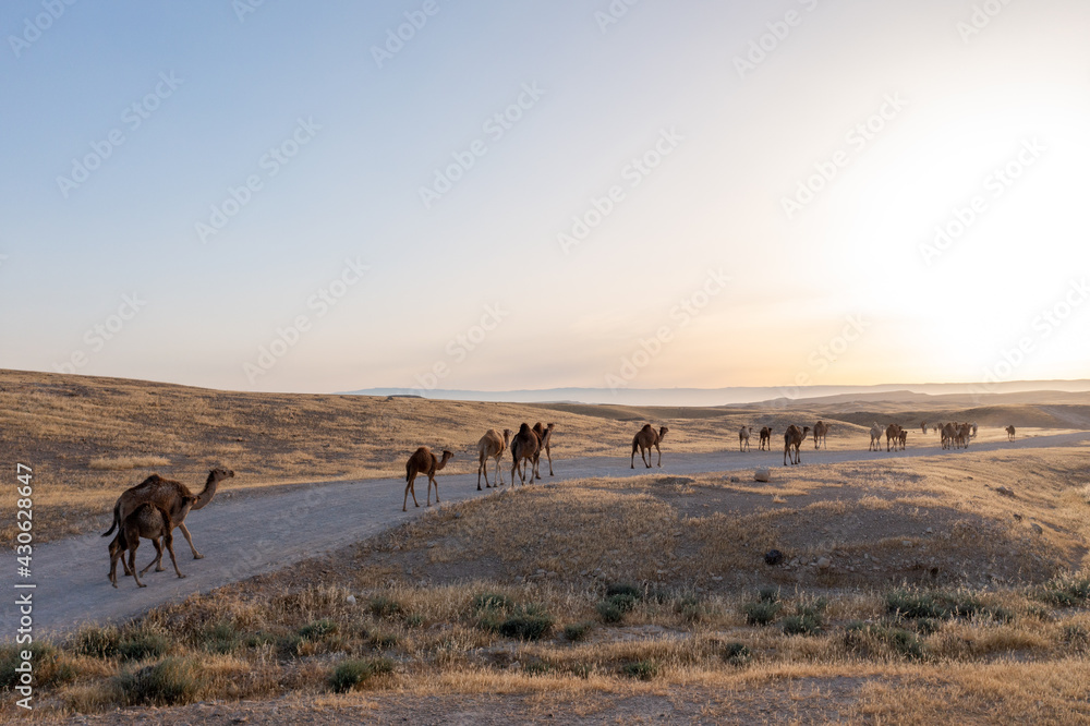 Camel Caravan crossing a desert landscape at sunrise, Aerial view.