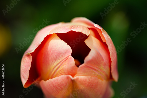 Red tulip top-view