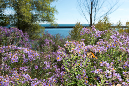 Fototapeta Naklejka Na Ścianę i Meble -  monarch butterfly pauses to feed on Symphyotrichum novi-belgii or New York aster near a lakefront
