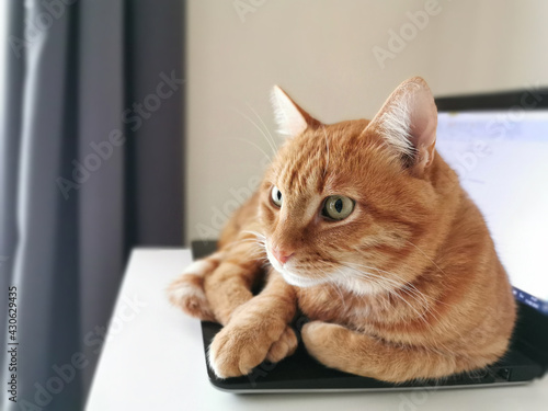 Fototapeta Naklejka Na Ścianę i Meble -  Ginger cat sitting on owner's laptop.  Copy space is on the left side. 