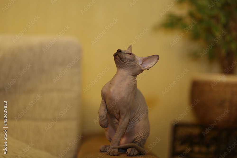 Portrait of a bald cat. The Sphynx cat breed is hairless animals without  hair. Stock Photo | Adobe Stock