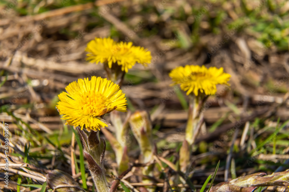 Russia. April 28, 2021. Mother-and-stepmother flowers in early spring in the parks and squares of Kronstadt. Russia. April 28, 2021. Mother-and-stepmother flowers in early spring in the parks and squares of Kronstadt.