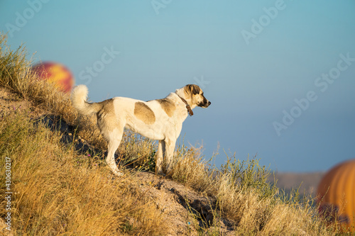 Cappadocia Dog watching hot air balloons