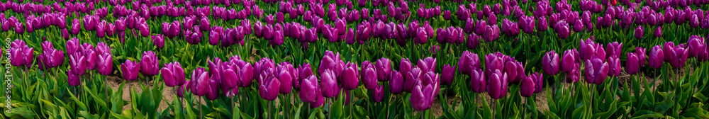 A panorama image of purple tulips in a field near Woodburn, Oregon